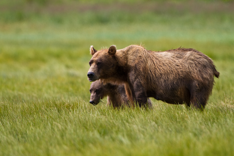 Grizzly Bear Sow With Cub